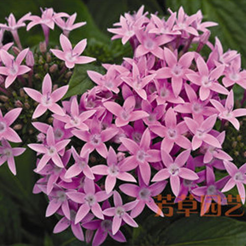 北京芳草园艺