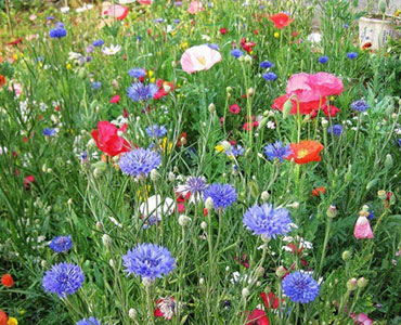 北京芳草园艺