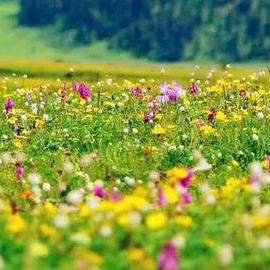 北京芳草园艺