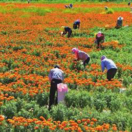 北京芳草园艺
