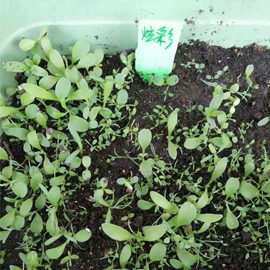 北京芳草园艺